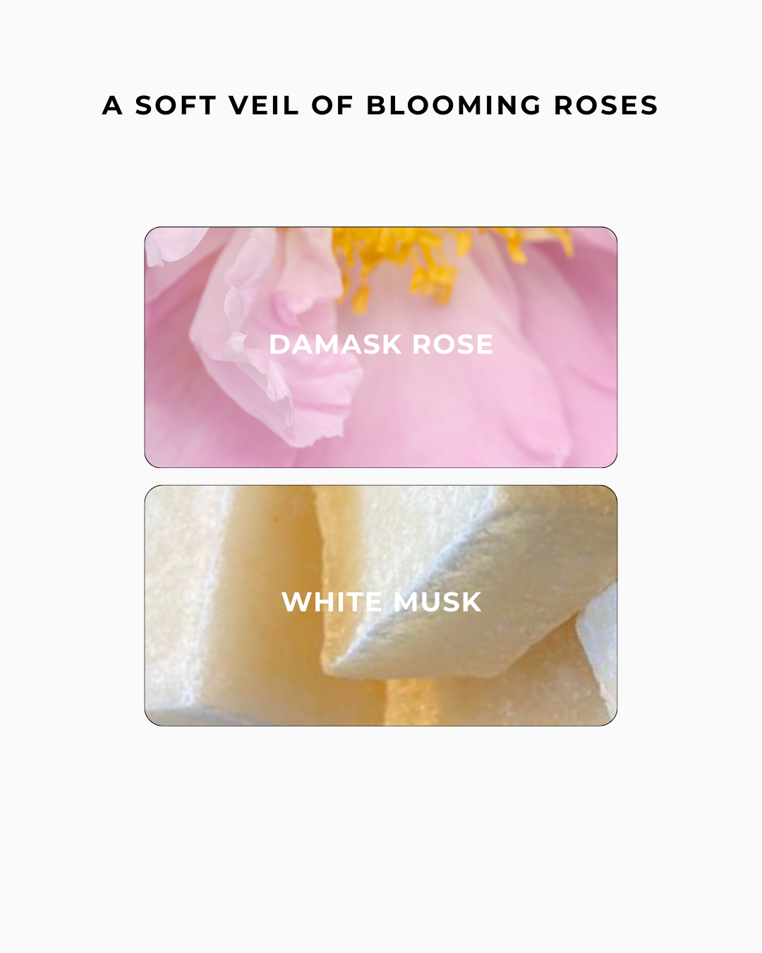ROSE AURA BODY OIL